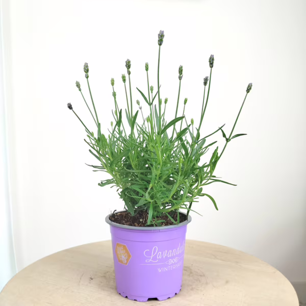 Lawenda wąskolistna (Lavandula Angusifolia 'Essence Pure') 25-30cm