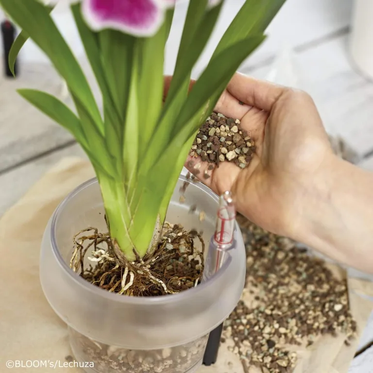 Lechuza  Orchid PON podłoże do storczyków 3L