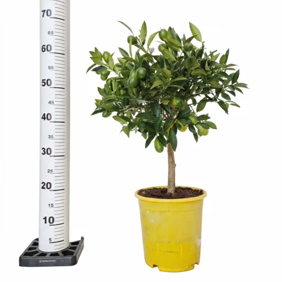 Limkwat, drzewko cytrusowe (Citrofortunella floridana)