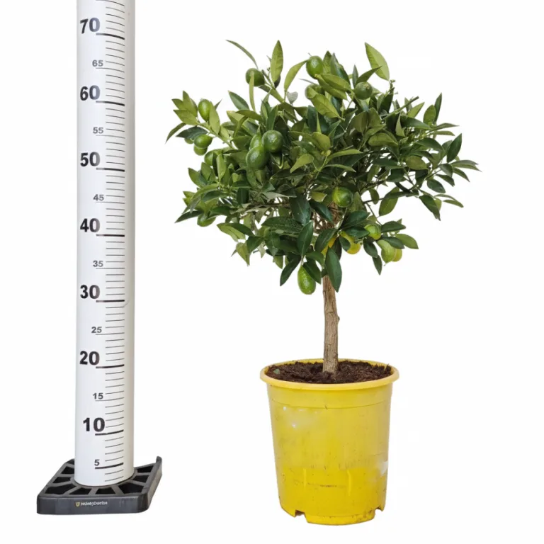 Limkwat, drzewko cytrusowe (Citrofortunella floridana) 70cm