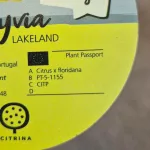 Limkwat, drzewko cytrusowe (Citrofortunella floridana) 70cm