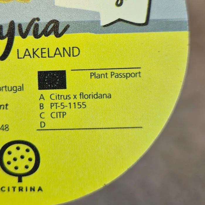 Limkwat, drzewko cytrusowe (Citrofortunella floridana) 70cm