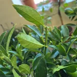 Limkwat, drzewko cytrusowe (Citrofortunella floridana) 70cm