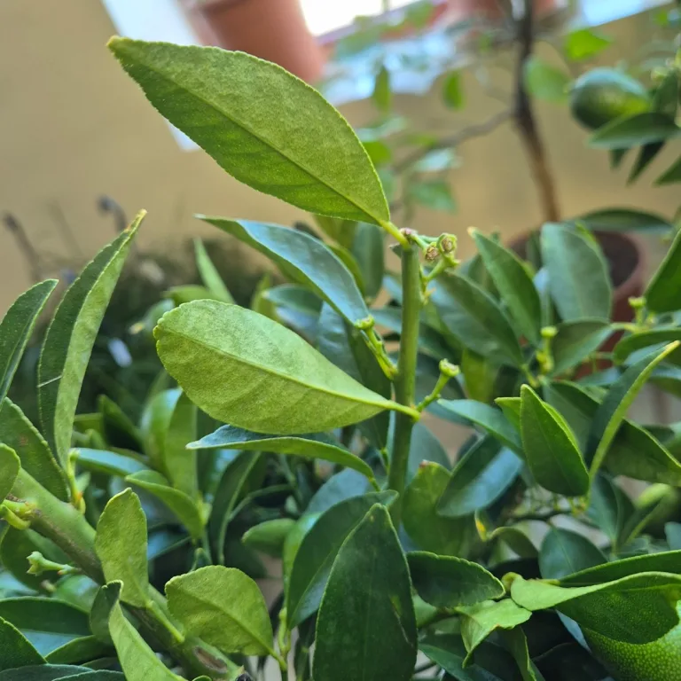 Limkwat, drzewko cytrusowe (Citrofortunella floridana) 70cm