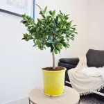 Limkwat, drzewko cytrusowe (Citrofortunella floridana) 70cm