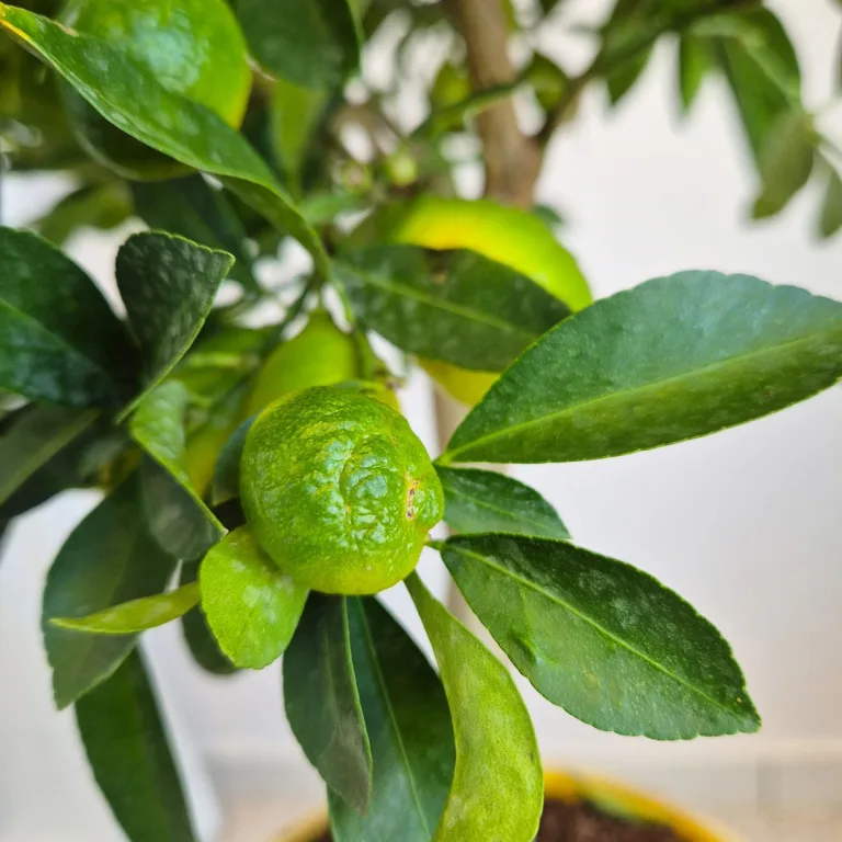 Limkwat, drzewko cytrusowe (Citrofortunella floridana) 70cm