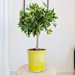 Limkwat, drzewko cytrusowe (Citrofortunella floridana) 70cm