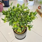 Limkwat, drzewko cytrusowe (Citrofortunella floridana) 70cm