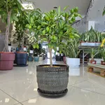 Limkwat, drzewko cytrusowe (Citrofortunella floridana) 70cm