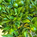 Limkwat, drzewko cytrusowe (Citrofortunella floridana) 70cm