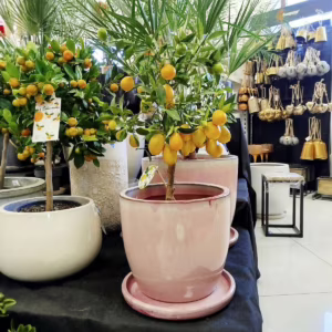 Limkwat, drzewko cytrusowe (Citrofortunella floridana) 55-75cm