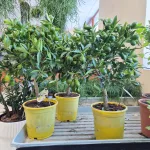 Limkwat, drzewko cytrusowe (Citrofortunella floridana) 70cm