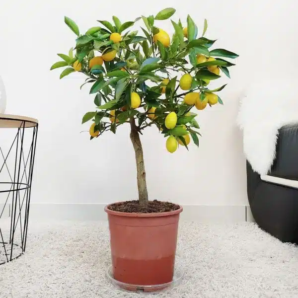 Limkwat, drzewko cytrusowe (Citrofortunella floridana) 70cm