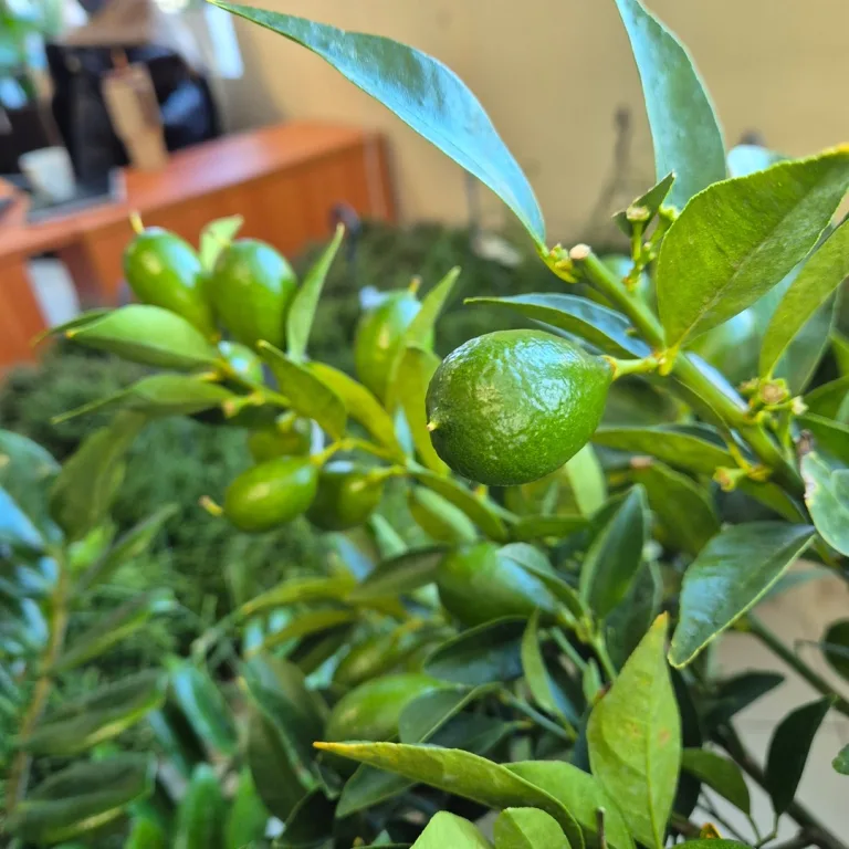 Limkwat, drzewko cytrusowe (Citrofortunella floridana) 70cm