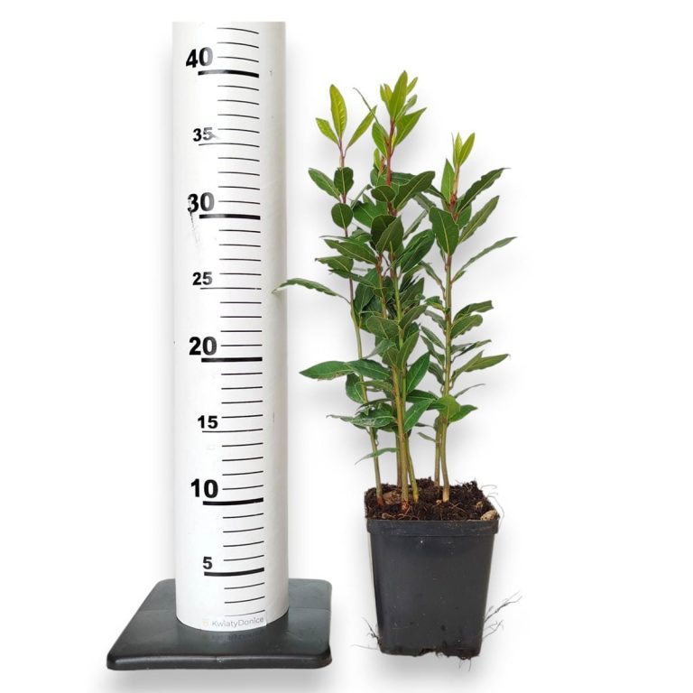 Liść laurowy (Laurus nobilis) Laur Wawrzyn 35cm