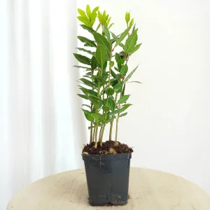 Liść laurowy (Laurus nobilis) Laur Wawrzyn 35cm