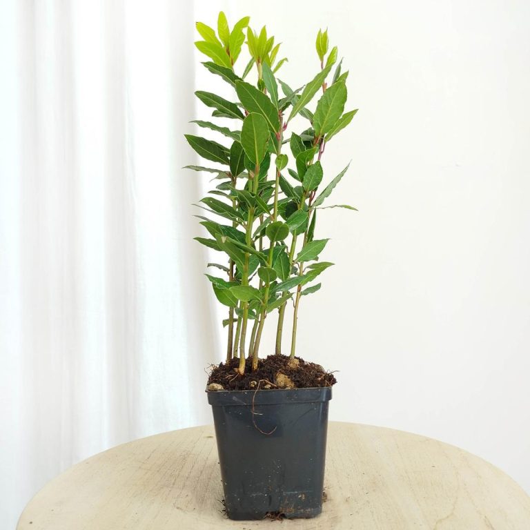 Liść laurowy (Laurus nobilis) Laur Wawrzyn 35cm