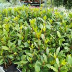 Liść laurowy (Laurus nobilis) Laur Wawrzyn 35cm