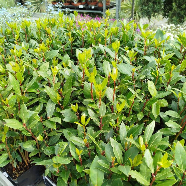 Liść laurowy (Laurus nobilis) Laur Wawrzyn 35cm