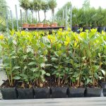 Liść laurowy (Laurus nobilis) Laur Wawrzyn 35cm