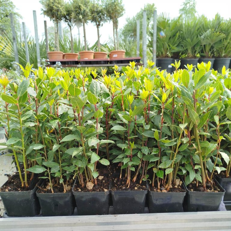 Liść laurowy (Laurus nobilis) Laur Wawrzyn 35cm