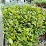 Liść laurowy (Laurus nobilis) Laur Wawrzyn 35cm