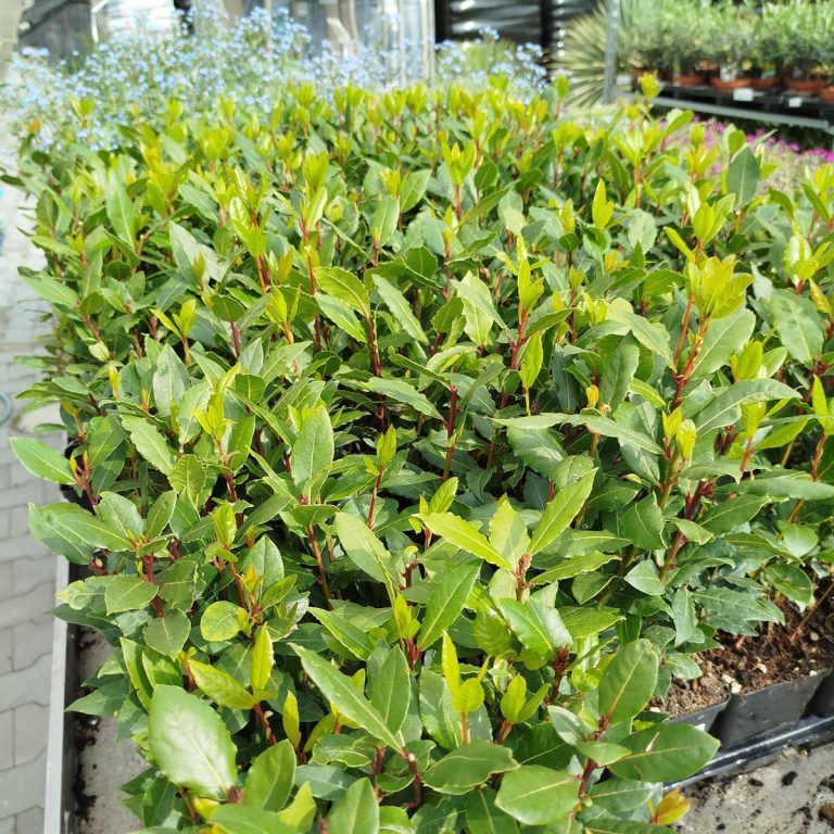 Liść laurowy (Laurus nobilis) Laur Wawrzyn 35cm