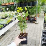 Liść laurowy (Laurus nobilis) Laur Wawrzyn 35cm