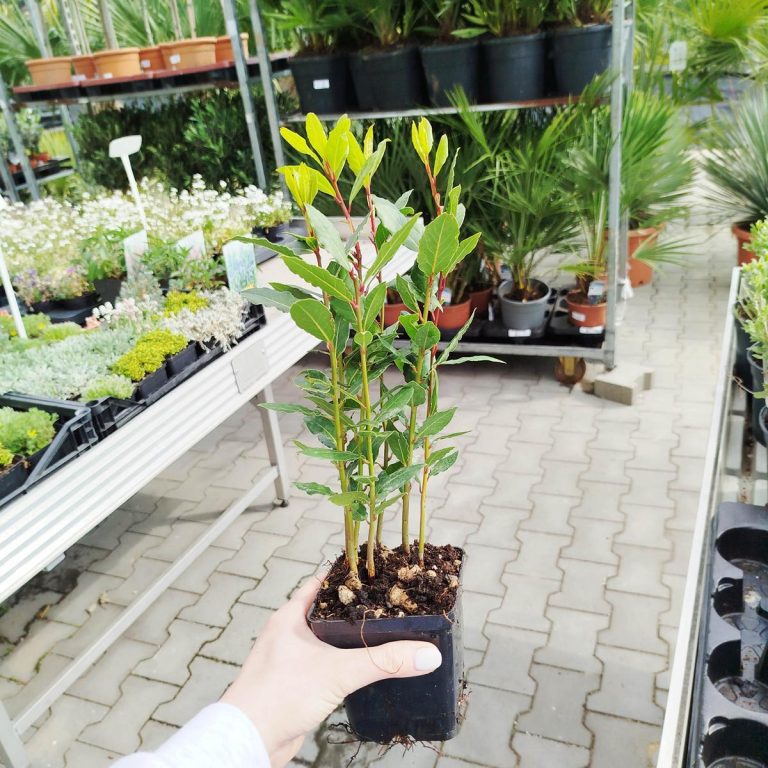 Liść laurowy (Laurus nobilis) Laur Wawrzyn 35cm