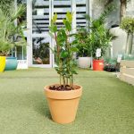 Liść laurowy (Laurus nobilis) Laur Wawrzyn 35cm