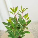 Liść laurowy (Laurus nobilis) Laur Wawrzyn 35cm