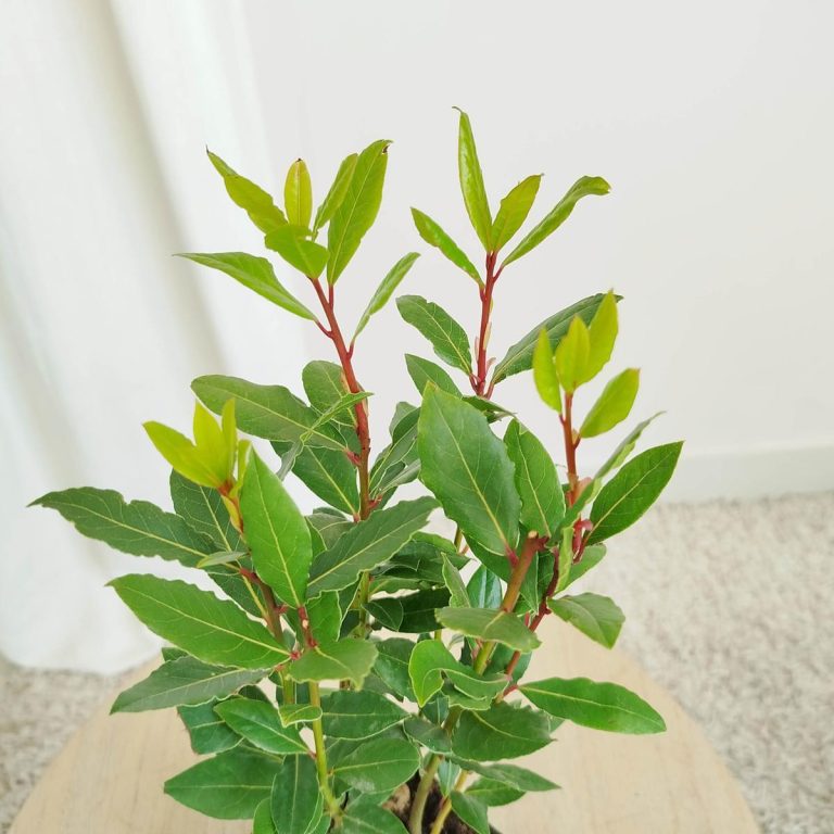 Liść laurowy (Laurus nobilis) Laur Wawrzyn 35cm