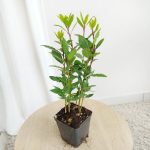 Liść laurowy (Laurus nobilis) Laur Wawrzyn 35cm