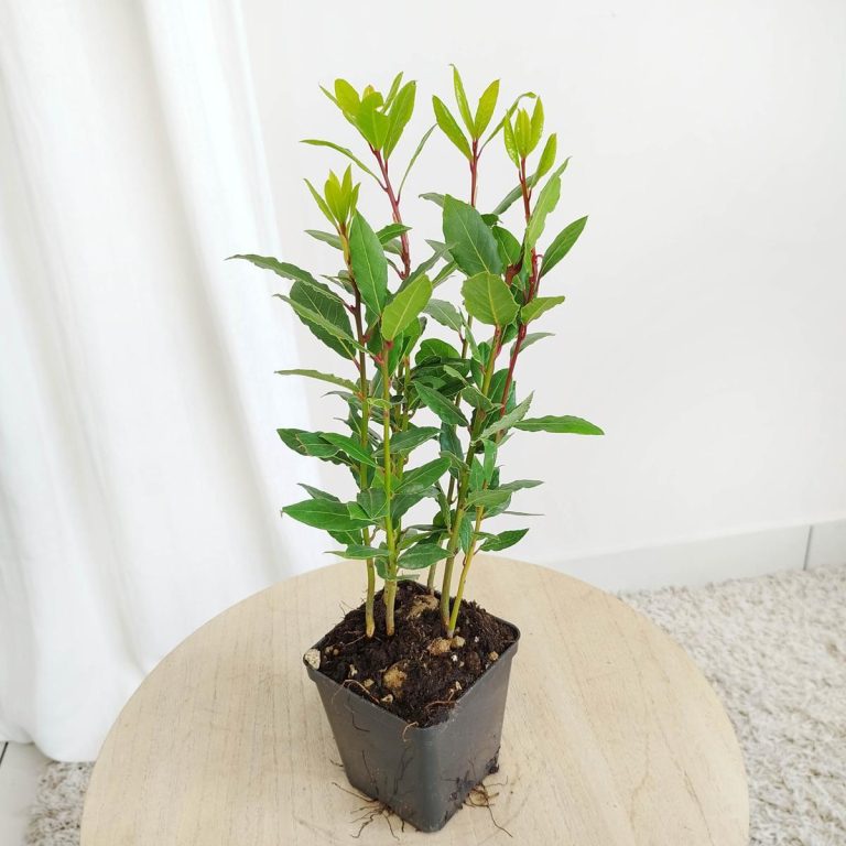 Liść laurowy (Laurus nobilis) Laur Wawrzyn 35cm