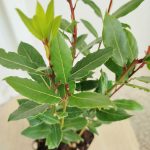 Liść laurowy (Laurus nobilis) Laur Wawrzyn 35cm