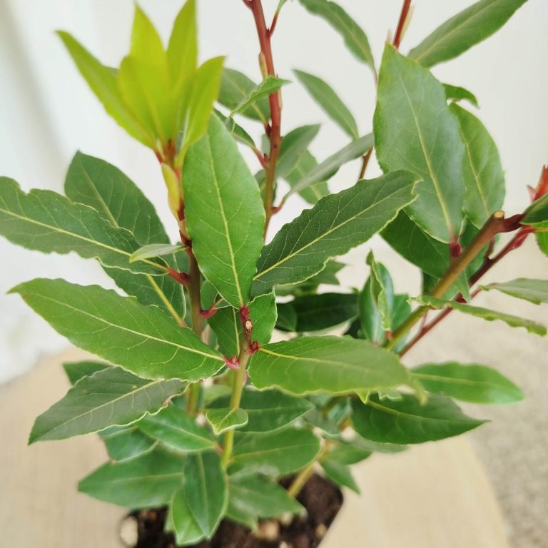 Liść laurowy (Laurus nobilis) Laur Wawrzyn 35cm