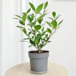 Liść laurowy (Laurus nobilis) Laur Wawrzyn 45cm