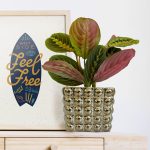 Maranta (Maranta leuconeura Fascinator 'Tricolor') 25cm