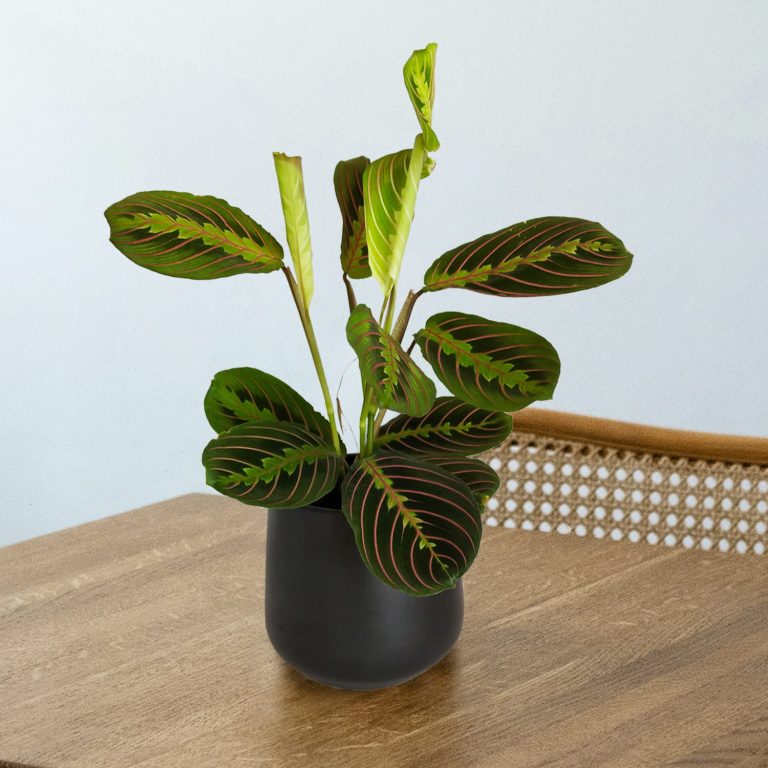 Maranta (Maranta leuconeura Fascinator 'Tricolor') 25cm