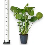 Monstera dziurawa (Monstera deliciosa) 90cm