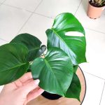 Monstera dziurawa (Monstera deliciosa) 50cm