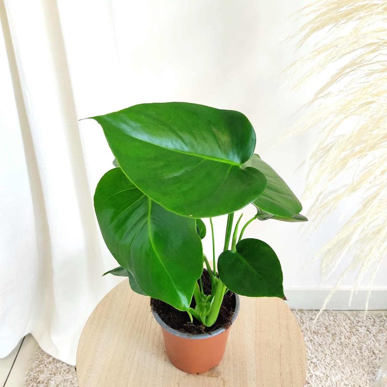 Monstera dziurawa (Monstera deliciosa) 50cm