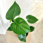 Monstera dziurawa (Monstera deliciosa) 50cm