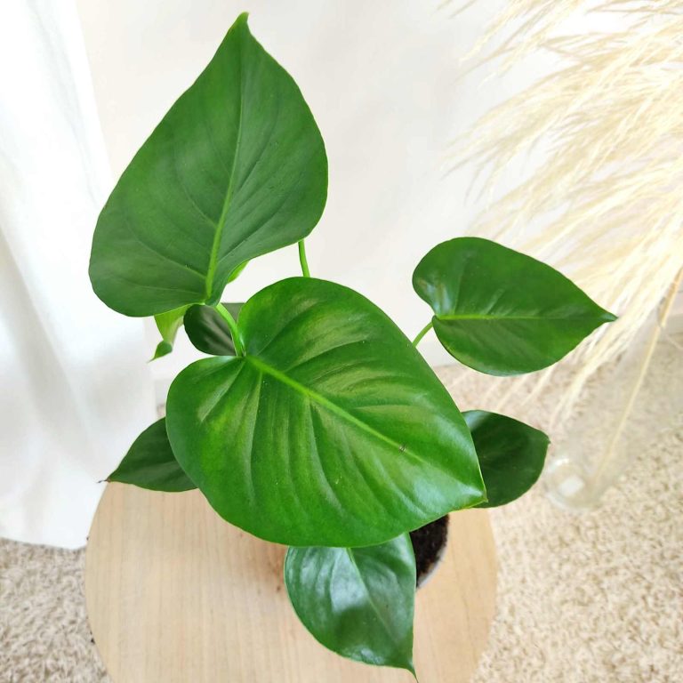 Monstera dziurawa (Monstera deliciosa) 50cm