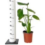 Monstera dziurawa (Monstera deliciosa) 50cm