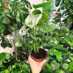 Monstera dziurawa (Monstera deliciosa) 50cm