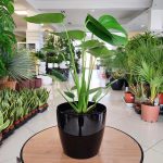 Monstera dziurawa (Monstera deliciosa) 50cm