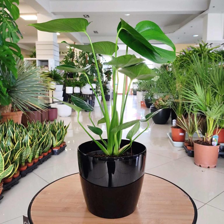 Monstera dziurawa (Monstera deliciosa) 50cm