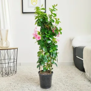 Sandewilla (Mandevilla 'Sundavil Pretty Rose') jasnoróżowa 80cm