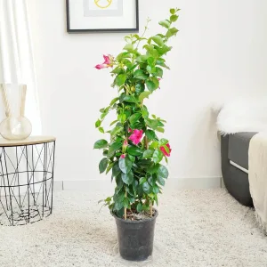 Sandewilla (Mandevilla 'Sundavil Pretty Rose') ciemnoróżowa 80cm